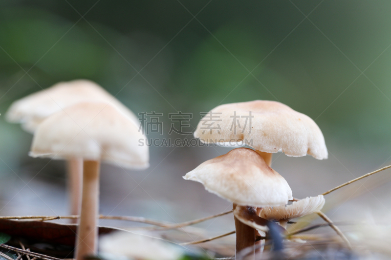 孢子,真菌,自然,蘑菇,忍耐力,水平画幅,无人,碳水化合物,污水坑,泰国