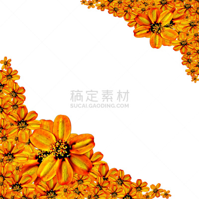 鱼尾菊,仅一朵花,边框,自然,太空,式样,无人,夏天,方形画幅,特写