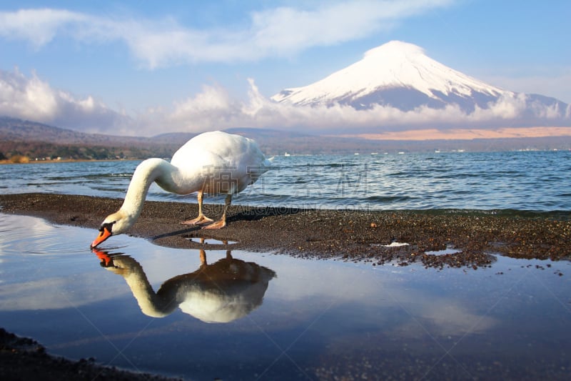 山梨县,富士山,天鹅,旅行者,白色,日本,背景,自然,亚马纳卡湖,旅行