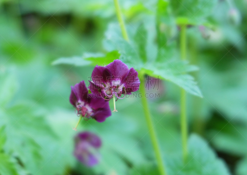 Geranium dark-brown (Geránium phaeum)