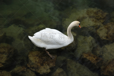 水,湖,白色,天鹅,透明,颈,水平画幅,无人,优美,符号