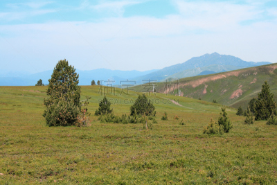 山,松木,宝丽丝山脉,天空,水平画幅,户外,针叶树,生态多样性,松科,林务官