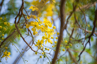 紫色,粉色,花朵,云实亚科,小号,水平画幅,无人,特写,泰国,花见节