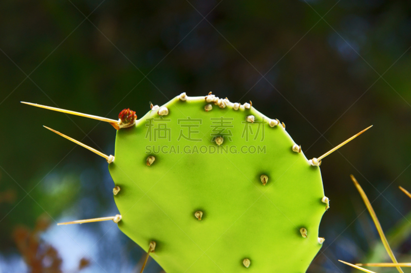 扎金索斯,仙人掌,水没脚踝,仙人球,自然,天空,水平画幅,无人,荆棘,夏天