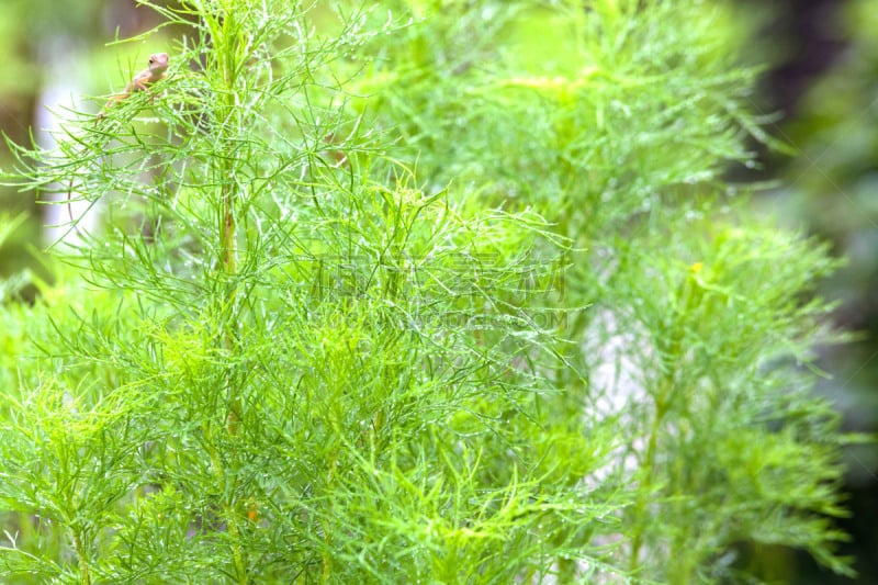 蜥蜴,运动模糊,背景,叶子,伞蜥,野外动物,夏天,马来西亚,鬣蜥蜴,白色