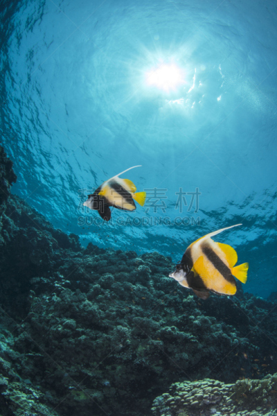 长鲫鱼,垂直画幅,水肺潜水,水下,埃及,动物习性,中东,动物鳍,礁石,热带气候