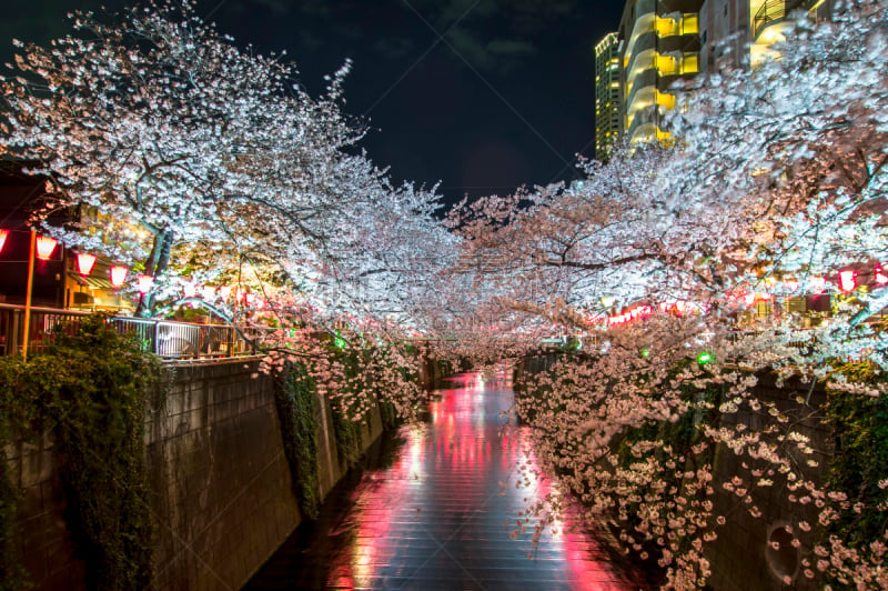 樱花,夜晚,灯笼,纸灯笼,风,日本灯笼,目黒区,传统节日,著名景点,吉野樱花