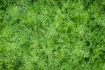 莳萝,成分,清新,背景,自然,菜园,饮食,芳香的,水平画幅,绿色