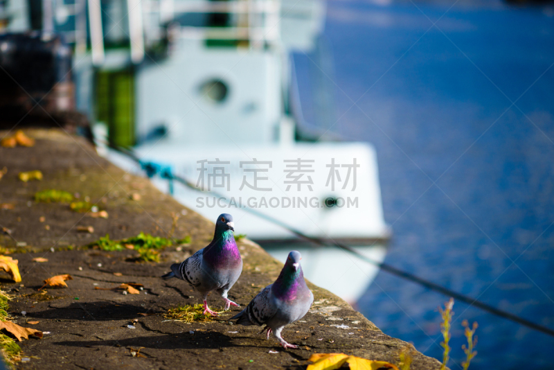 布里斯托城,客船,自然,水,野生动物,水平画幅,绿色,蓝色,鸟类,鸽子