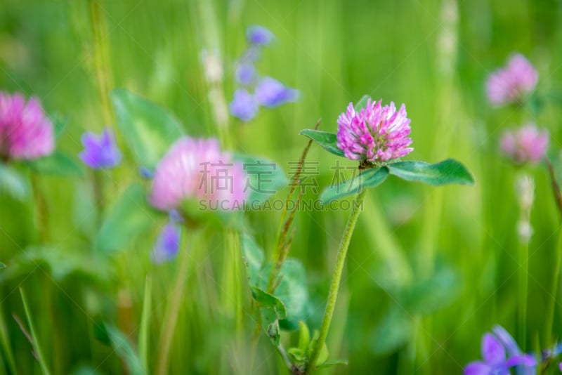 三叶草芽,红羽毛三叶草,绛车轴草,草,园林,植物,户外,园艺,草地