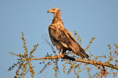 支流,egyptian vulture,也门,自然,主题,水平画幅,鸟类,图像,岛,动物