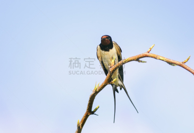 天空,鸟类,可爱的,蓝色,枝,背景,园林,小的,家燕,坐