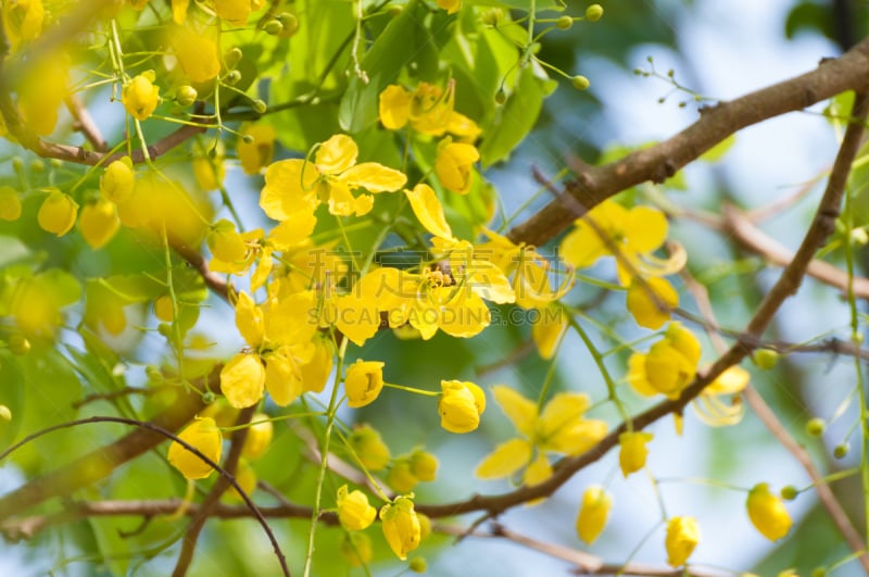 紫色,粉色,花朵,云实亚科,小号,水平画幅,无人,特写,泰国,花见节