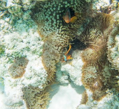 礁石,tomato clownfish,太平洋,水,海葵,澳大拉西亚,水下,野外动物,新喀里多尼亚,海滩
