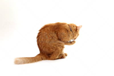 猫,美,舌头,水平画幅,巨大的,爪子,动物身体部位,泰国,工作室,充满的