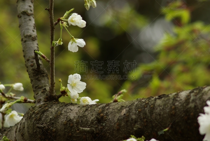 美,亮色调,白色,季节,松山,四国,爱媛县,图像,花蕾,春天