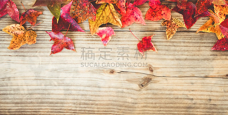 枫叶,秋天,秋季系列,留白,褐色,古董,边框,艺术,水平画幅,无人