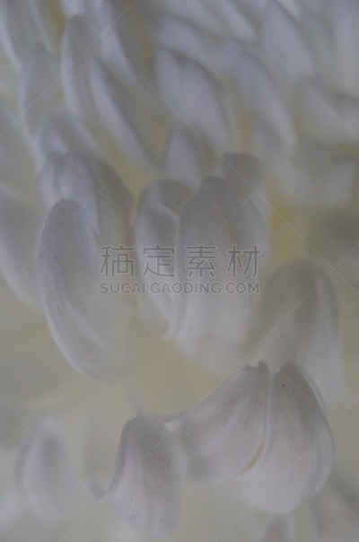 白色,菊花,大特写,传统,清新,仅一朵花,枝繁叶茂,自然美,植物,户外