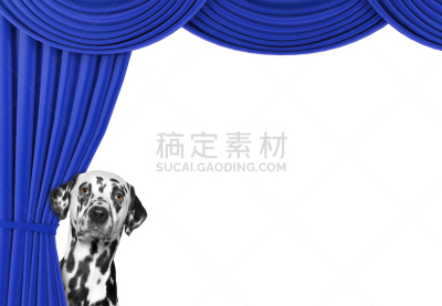 狗,可爱的,在之后,窗帘,大麦町,美,水平画幅,家庭生活,特写,疲劳的