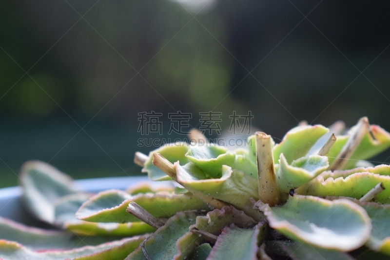 植物,褐色,水平画幅,林区,草,特写,前景聚焦,树林,荷兰,阳光光束