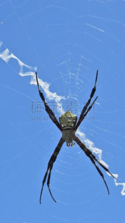 夏威夷花园蜘蛛,自然,垂直画幅,天空,式样,蜘蛛网,无人,太平洋岛屿,动物斑纹,十字形