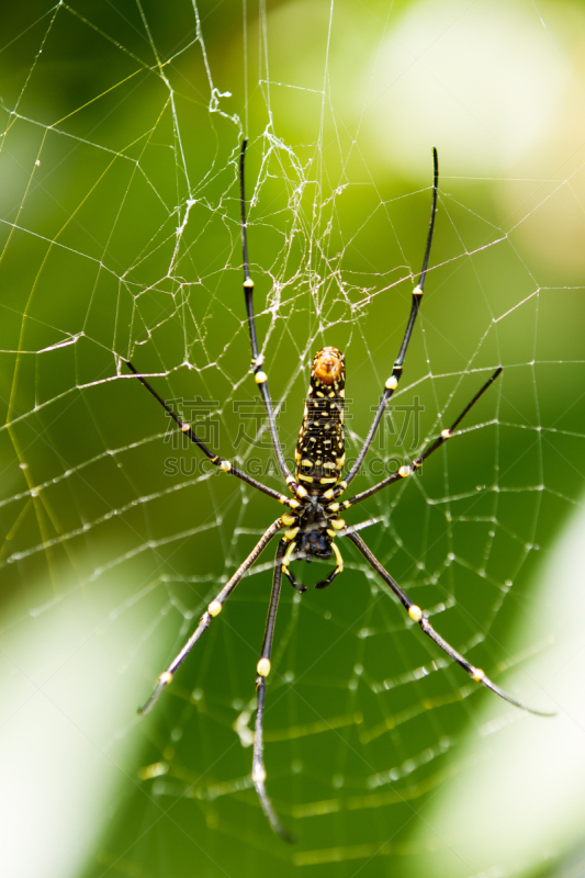 orb weaver spider,织巢鸟,北,金色,巨大的,行星,垂直画幅,动物身体部位,蜘蛛纲,几何形状