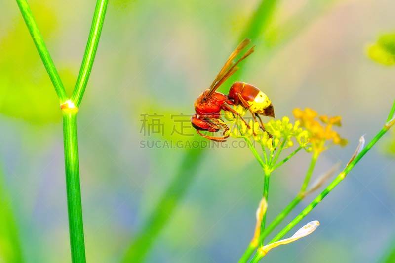 黄蜂,正中神经,自然美,社交聚会,野生动物,肖像,郁金香,翅膀,小的,蜂蜜