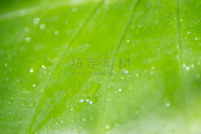 绿色,湿,叶子,植物,水平画幅,大特写,特写,毛细血管,纹理,俄罗斯