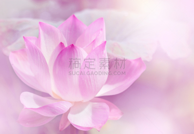 荷花,香睡莲,纯净,粉色,美,水平画幅,睡莲,无人,湖,特写