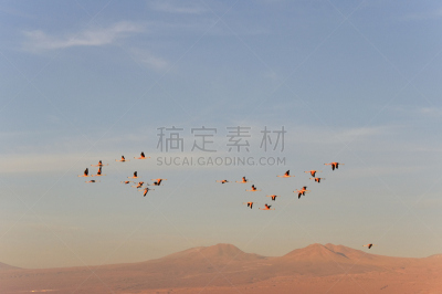阿塔卡马沙漠,盐滩,智利,火烈鸟,詹姆斯红鹳,安第斯红鹳,智利火烈鸟,编队飞行,阿塔卡马大区,南美