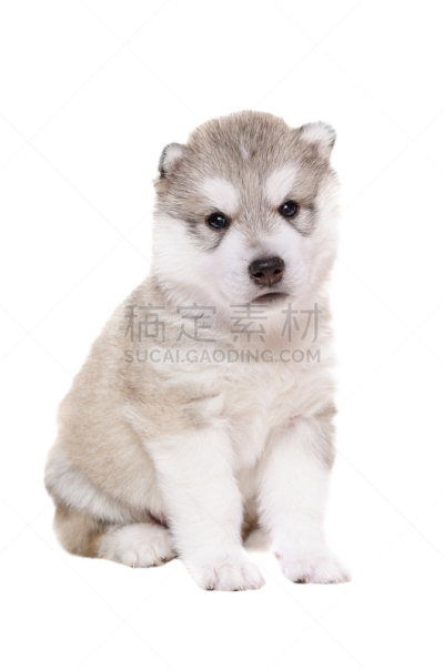 纯种犬,可爱的,小狗,莱卡犬,阿拉斯加雪橇犬,雪橇犬,垂直画幅,美,特写,哺乳纲