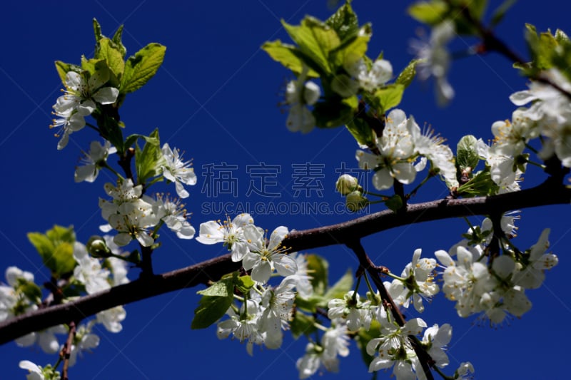 李子,天空,蓝色,春天,背景,白色,白塔,橡树林地,樱花,橡树