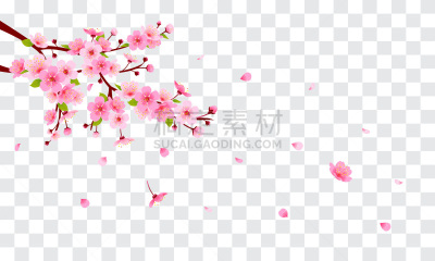 春天,背景,绘画插图,樱花,透明,粉色,枝,花瓣,矢量,落下