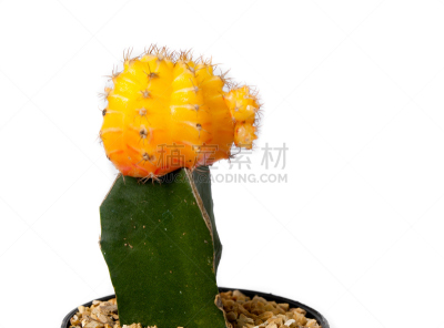 仙人掌,水平画幅,无人,hecho cactus,干的,特写,仅一朵花,cardon cactus,白色,beavertail cactus