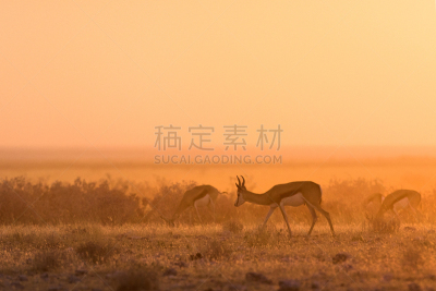 跳羚,早晨,喀拉哈里沙漠,撒哈拉以南非洲,南非部落,黑斑羚,津巴布韦,博茨瓦纳,羚羊,水平画幅