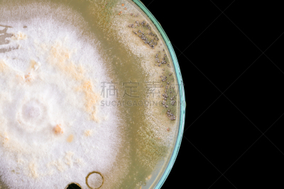 真菌,皮氏培养皿,大特写,黑色背景,分离着色,生物学,微生物学,健康保健,背景分离,药