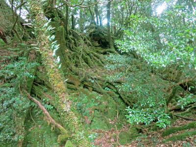 屋久岛,灵性,森林,地带雪松,莫斯兰丁,日本柏树,鹿儿岛县,藤蔓植物,簇叶从生的,雪松