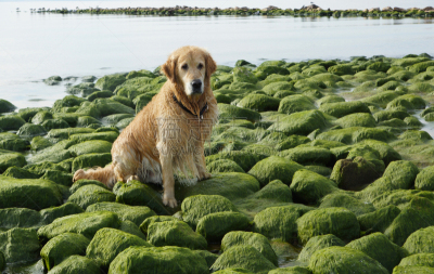 金毛寻回犬,湿,狗,纯种犬,月桂树,绿色,石头,key bridge,太空,水平画幅