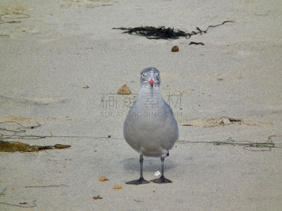 美国,海鸥,海滩,新生活,黑脊鸥,自然,欧洲银鸥,野生动物,图像,海洋