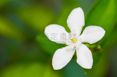 千金子藤,自然,水平画幅,绿色,攀缘植物,无人,孤挺花,特写,白色,植物