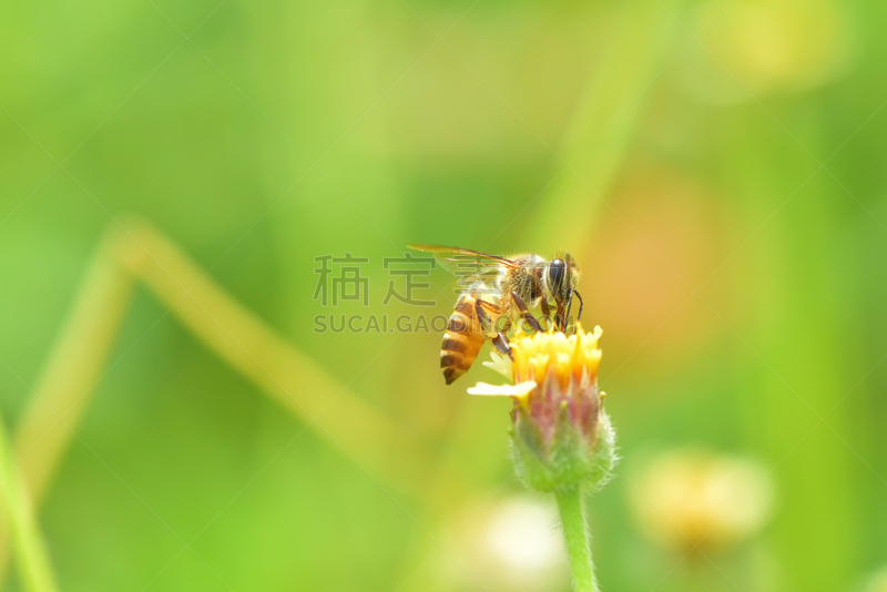 蜜蜂,杀虫剂,动物身体部位,夏天,农作物,白色,毛绒绒,花粉,草地,人的头部