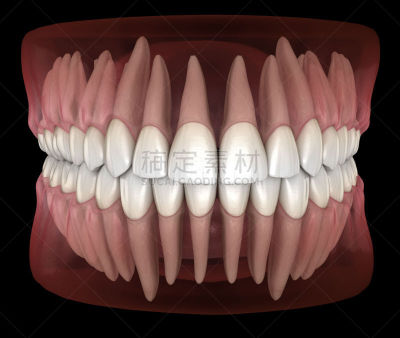 形态学,绘画插图,人,牙齿,准确,三维图形,人的牙齿,口腔卫生,健康保健,二叶