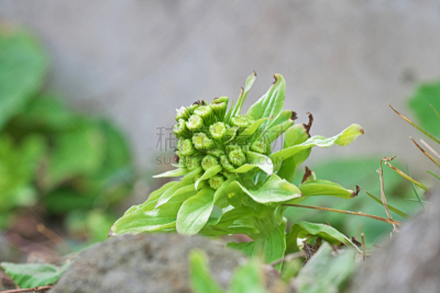 Petasites japonicus 
フキノトウ