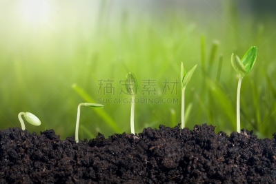 植物,清新,秧苗,新的,泥土,创造力,主动,营养阶段,开端,新生活