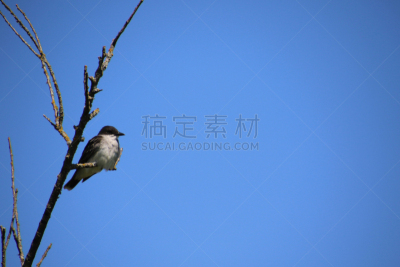 枝,东部美洲食蜂鹟,平衡折角灯,北方深红色食蜂鸟,自然,野生动物,图像,美,加拿大,北美歌雀