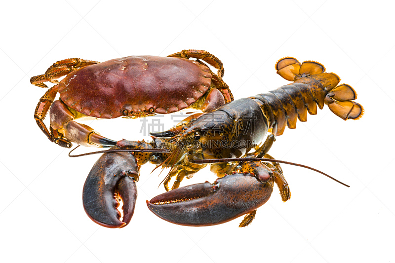 生食,螃蟹,龙虾,无脊椎动物,水平画幅,大西洋,巨大的,膳食,海产,熟食店