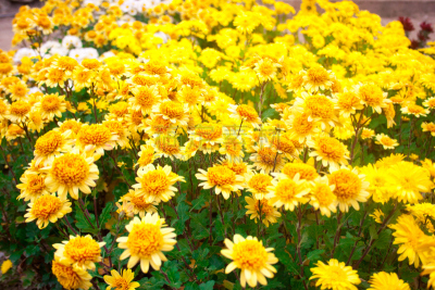 Beautiful chrysanthemum as background picture. Chrysanthemum wallpaper, chrysanthemums in autumn