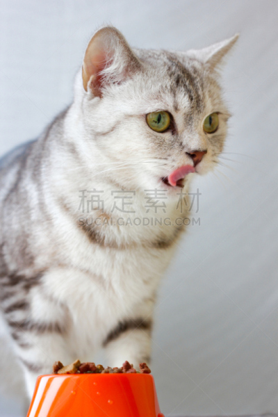 猫,橙色,灰色,猫碗,舔嘴唇,餐具,垂直画幅,塑胶,干的,充满的