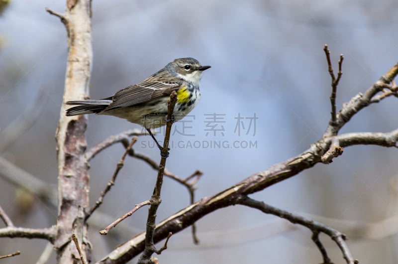 黄腰柳莺,褐色,灰色,水平画幅,鸟类,鸣鸟,动物身体部位,翅膀,乡村风格,黑色