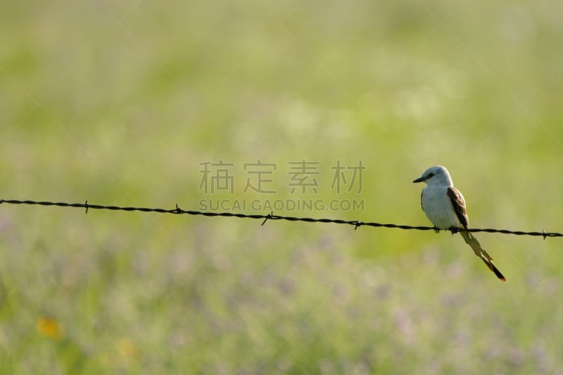 京燕,自然,野生动物,美国,水平画幅,无人,鸟类,带刺铁丝网,北美歌雀,剪尾京燕